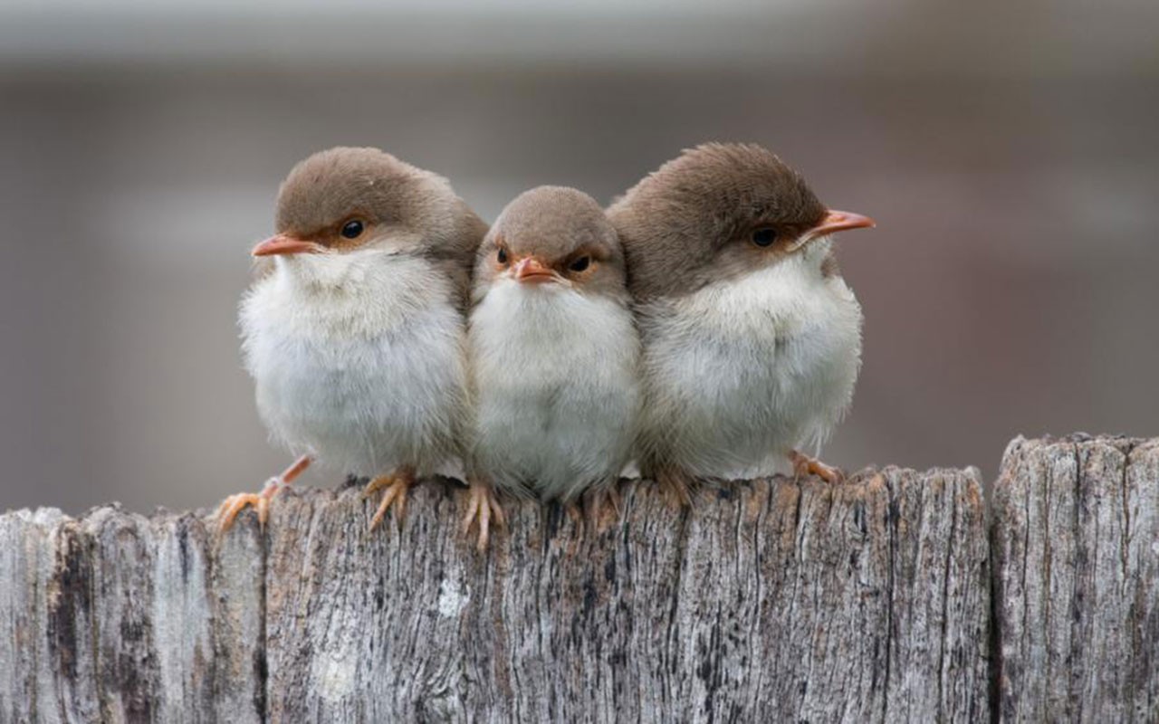 Three birds on a fence