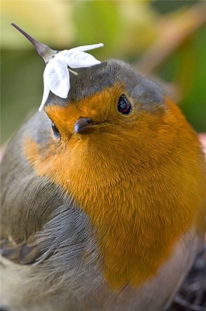 Cute bird wearing flower on head